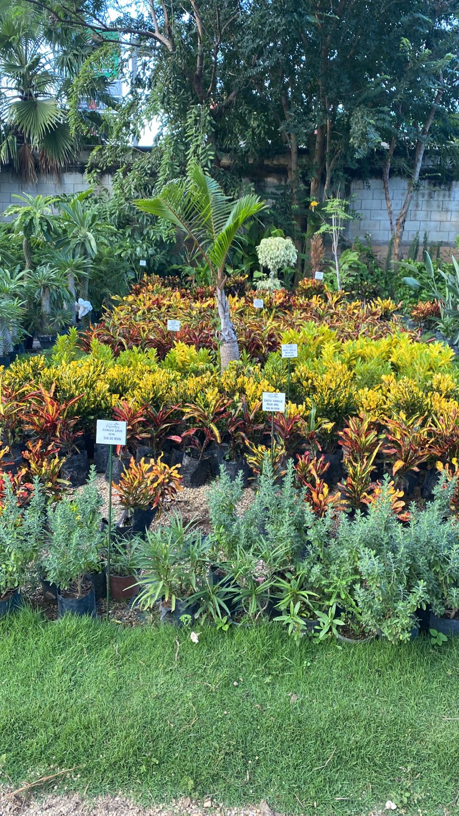 🌺 Plantas de SOL 🌞