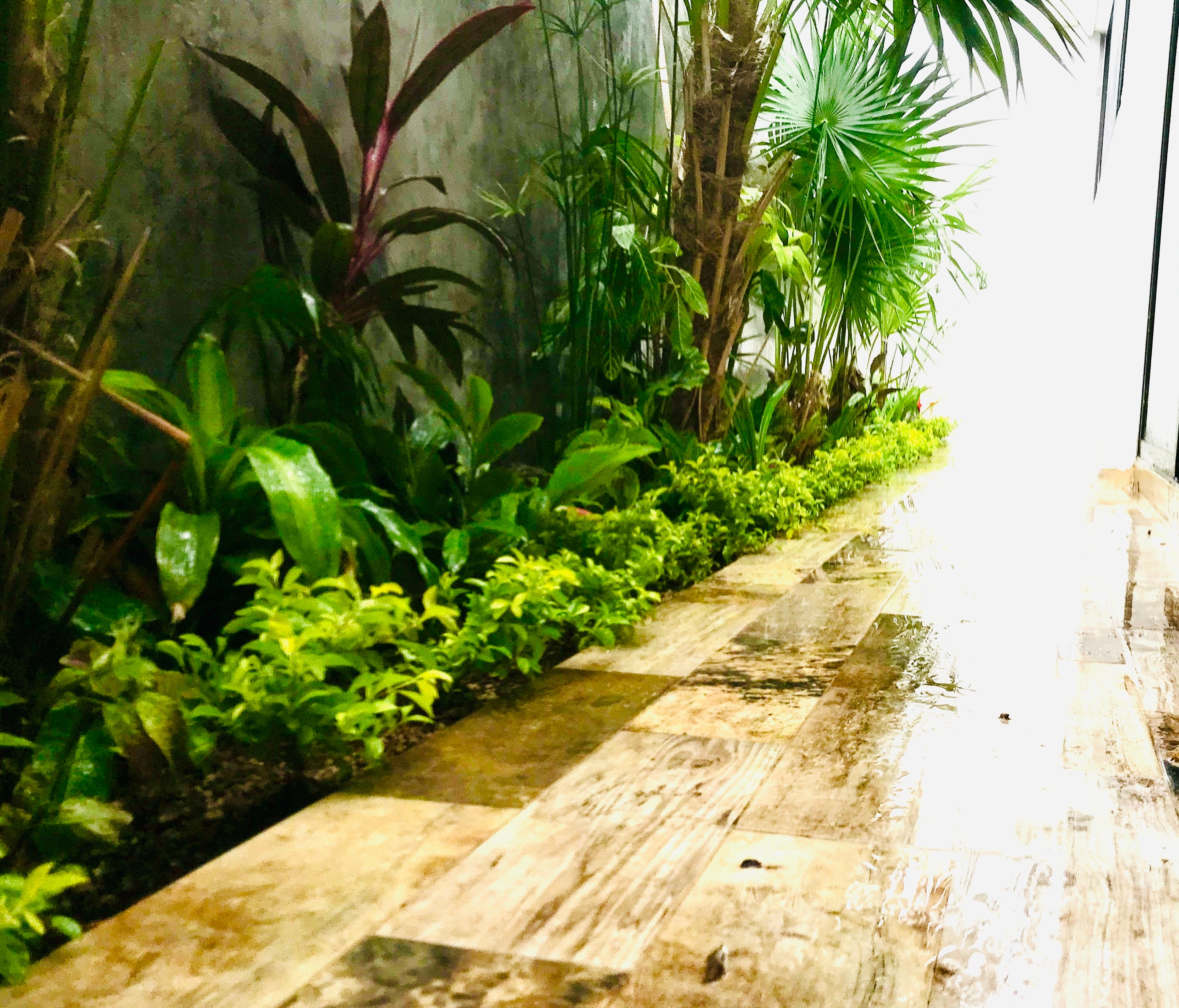 🪴Plantas de Sombra🌚