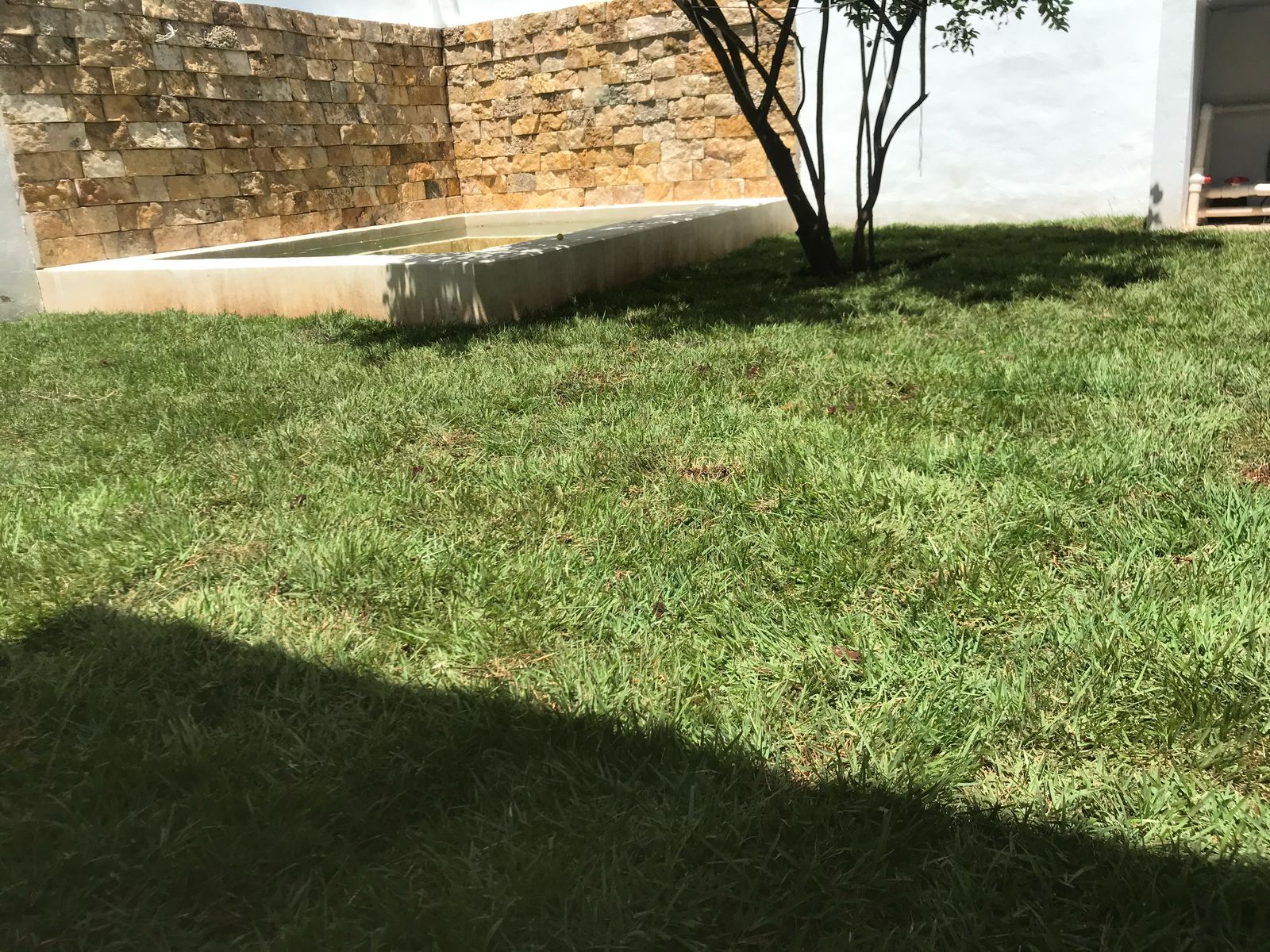 Pasto Zoyzia