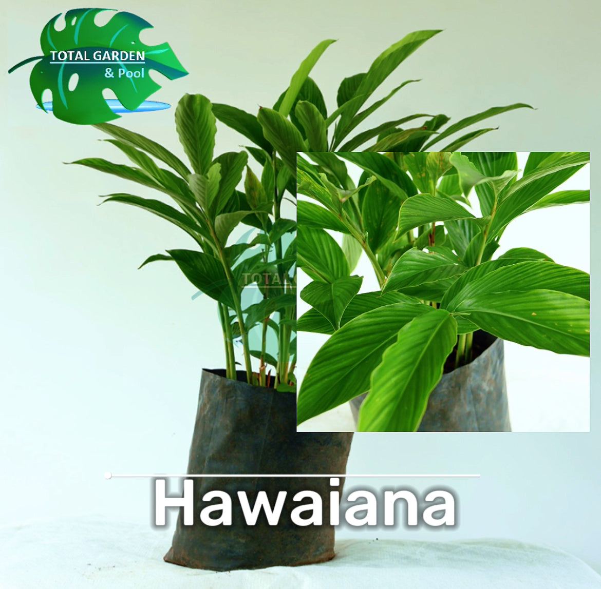 Hawaiana