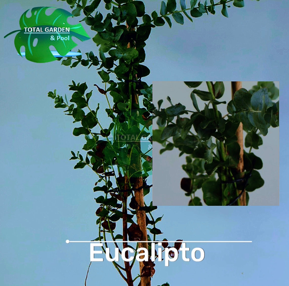 Eucalipto