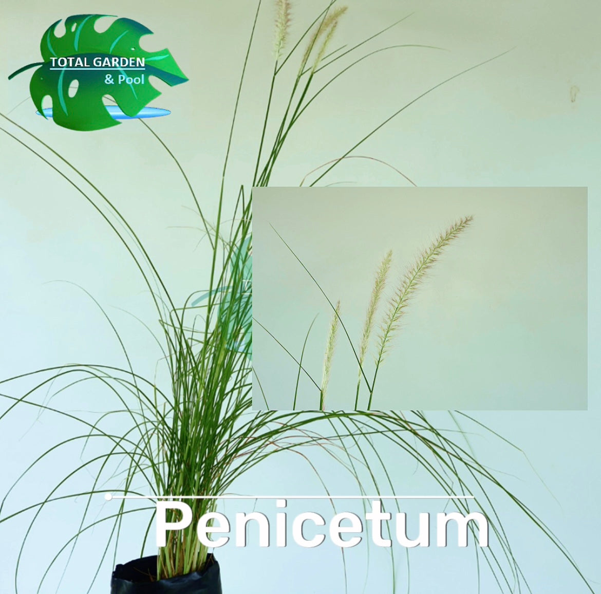 Penicetum