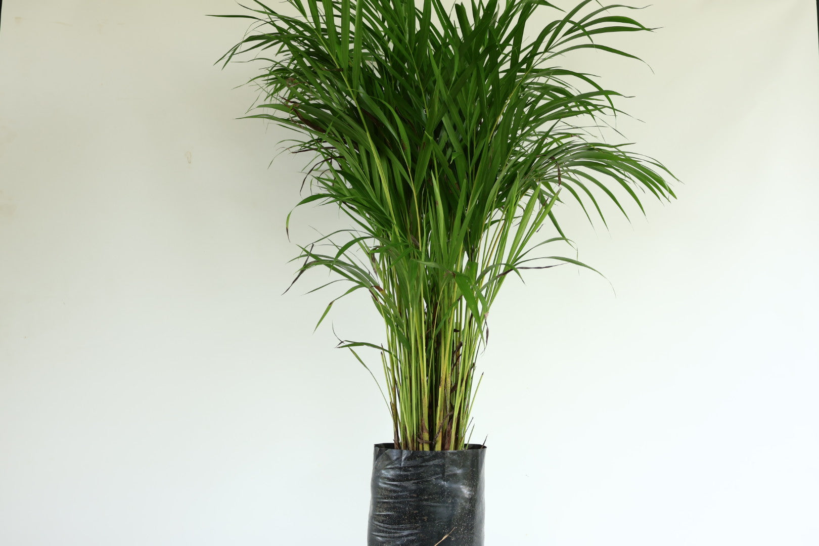 Palma areca
