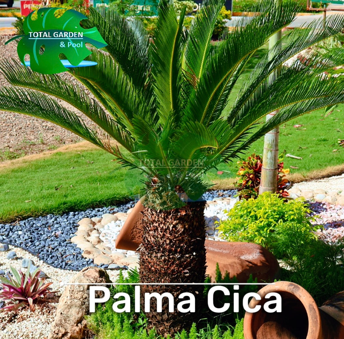 planta palma Palma cica – Total Garden