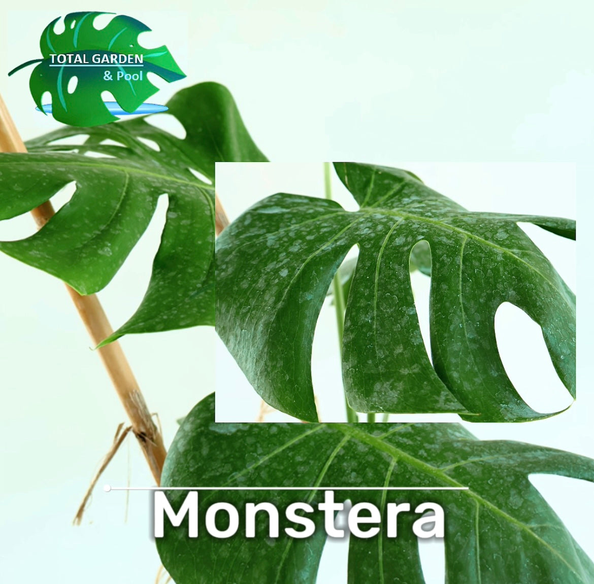 Monstera