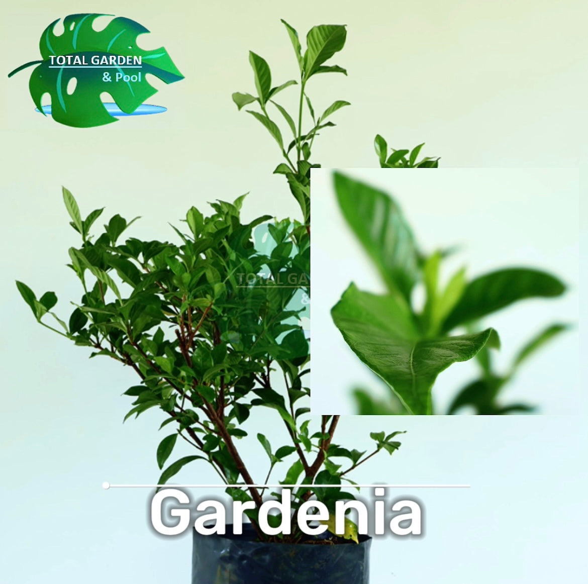 Gardenia