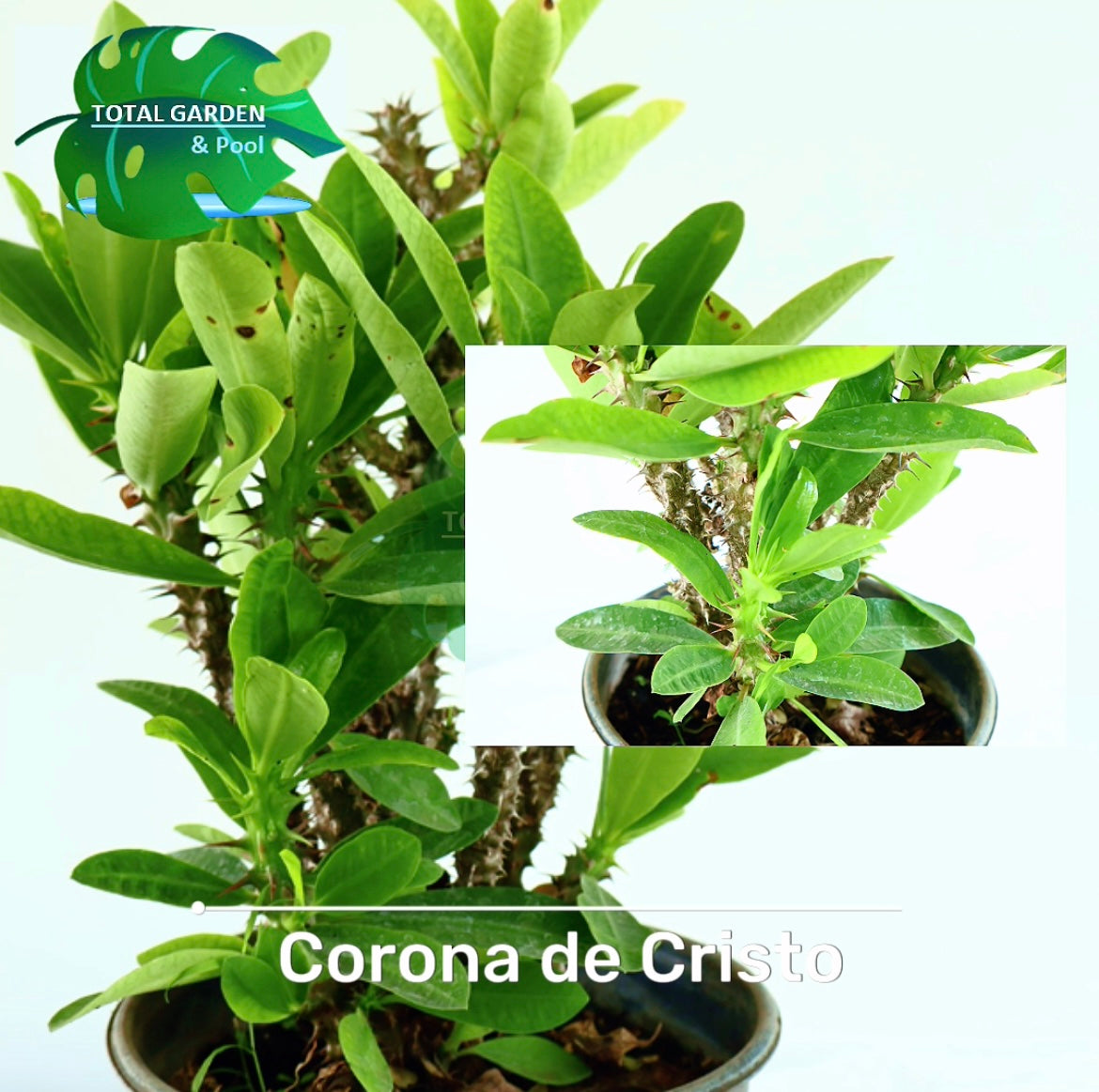 Corona de Cristo