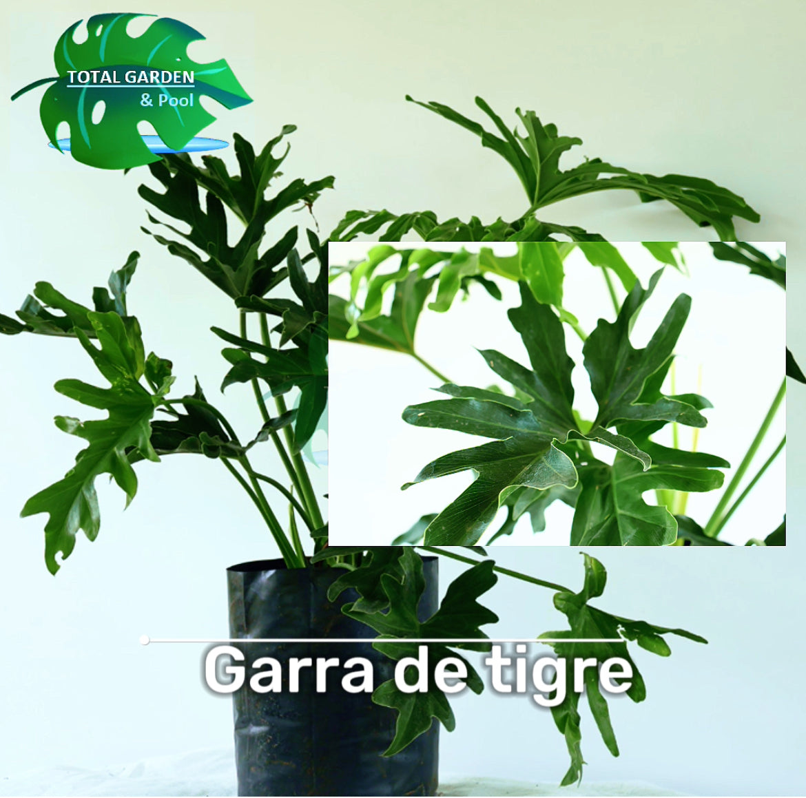 Garra de tigre