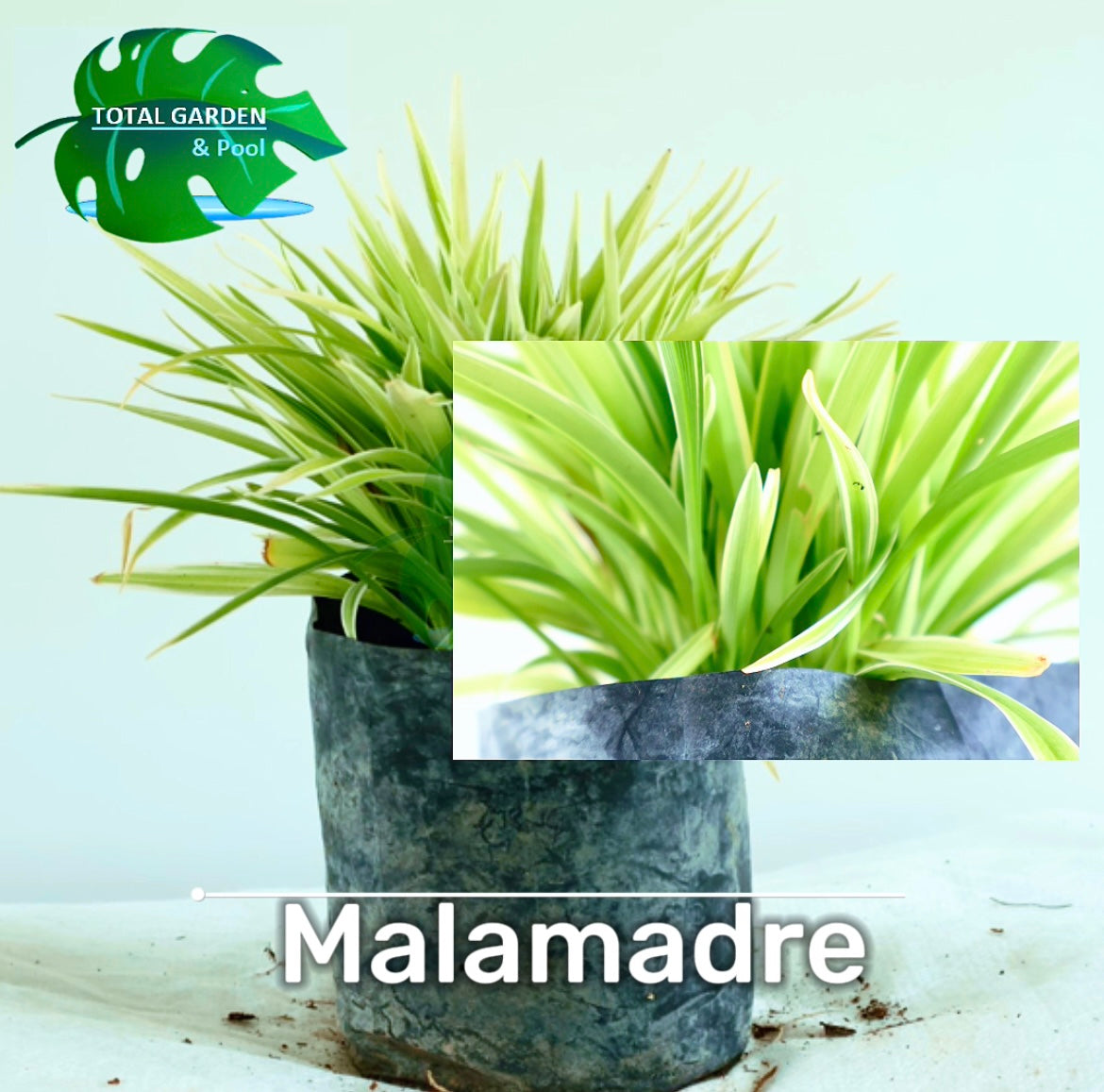 Mala madre