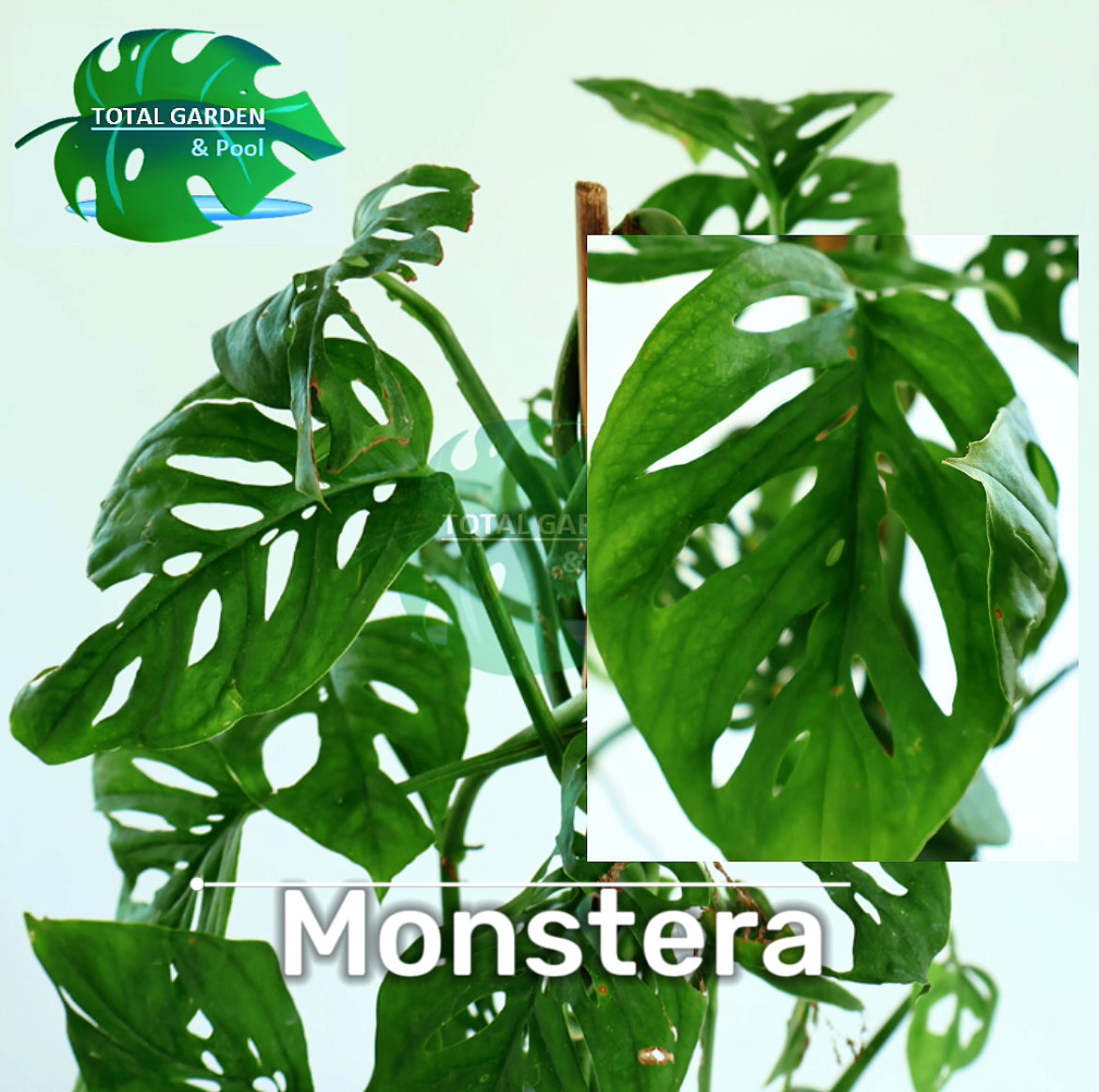 Monstera