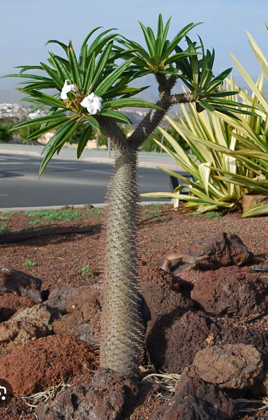 planta palma de madagascar Palma madagascar – Total Garden
