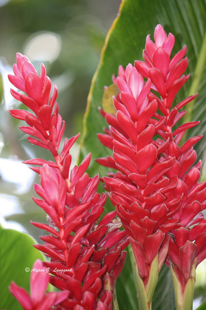 Hawaiana