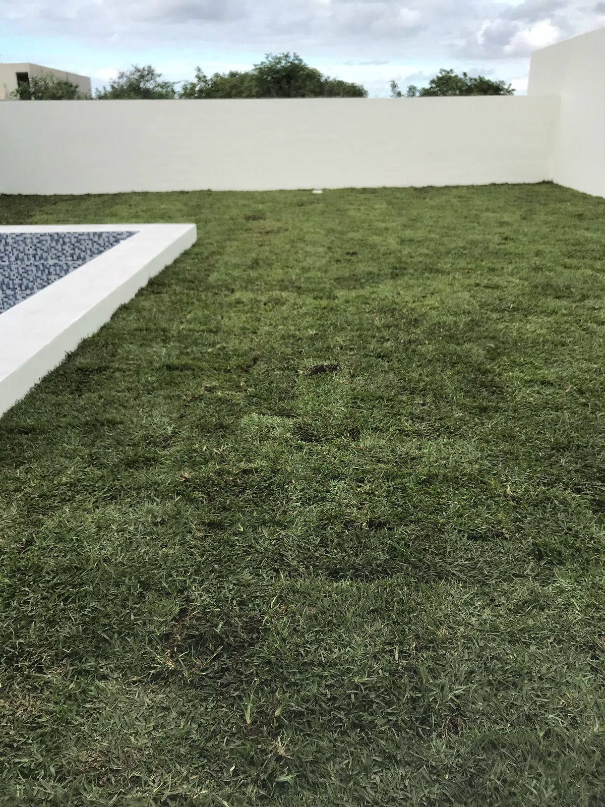 Pasto Americano y Zoyzia