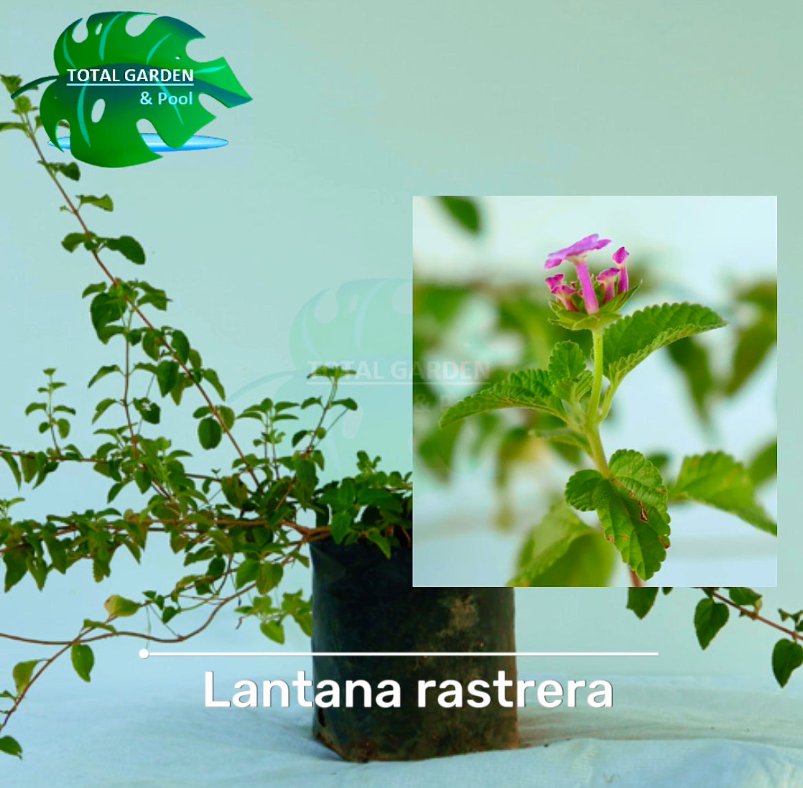 Lantana rastrera