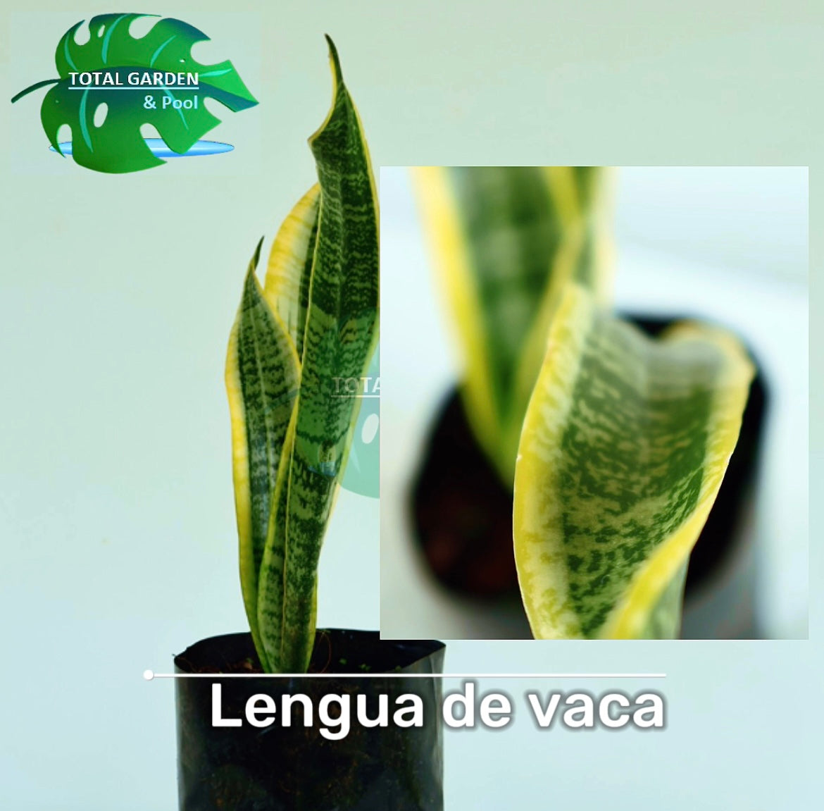 Lengua de vaca