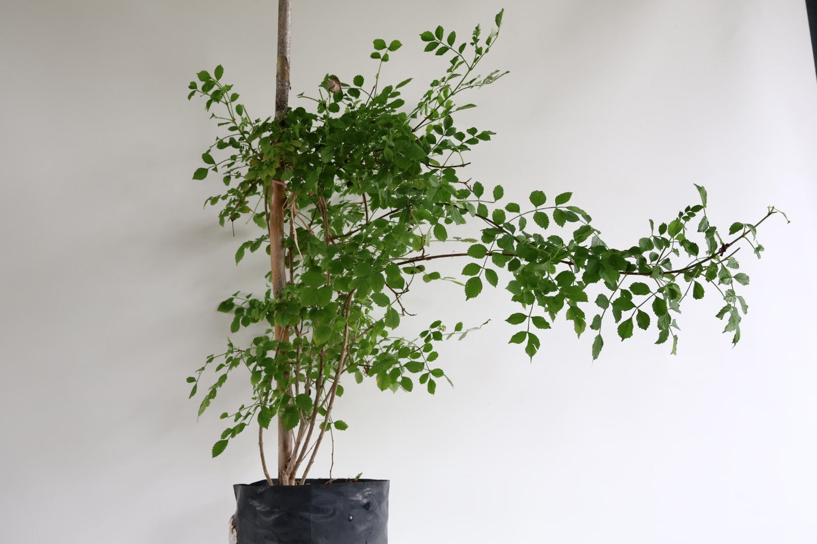 Árbol pimienta