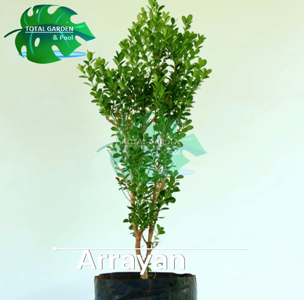 Arrayan – Total Garden