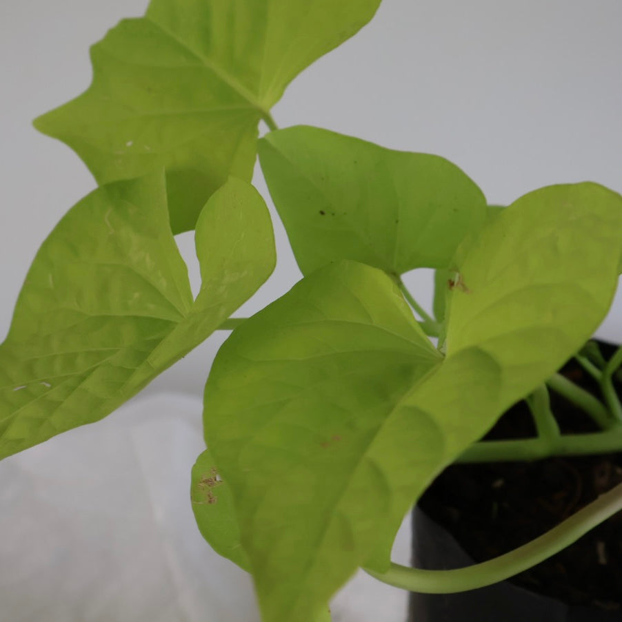 Ipomea