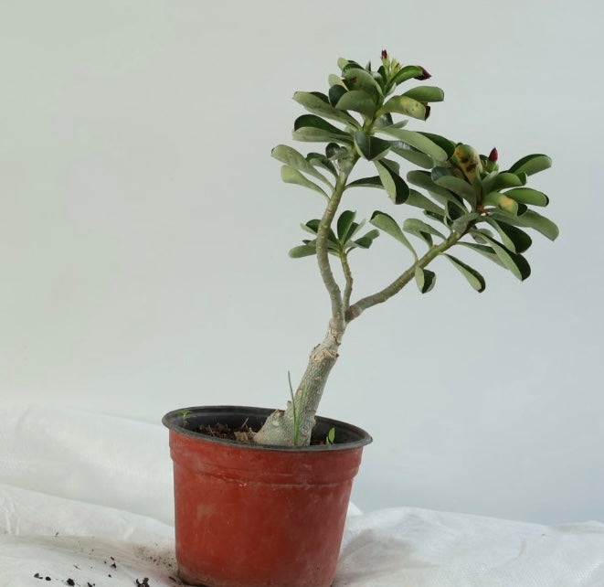 Rosal de desierto