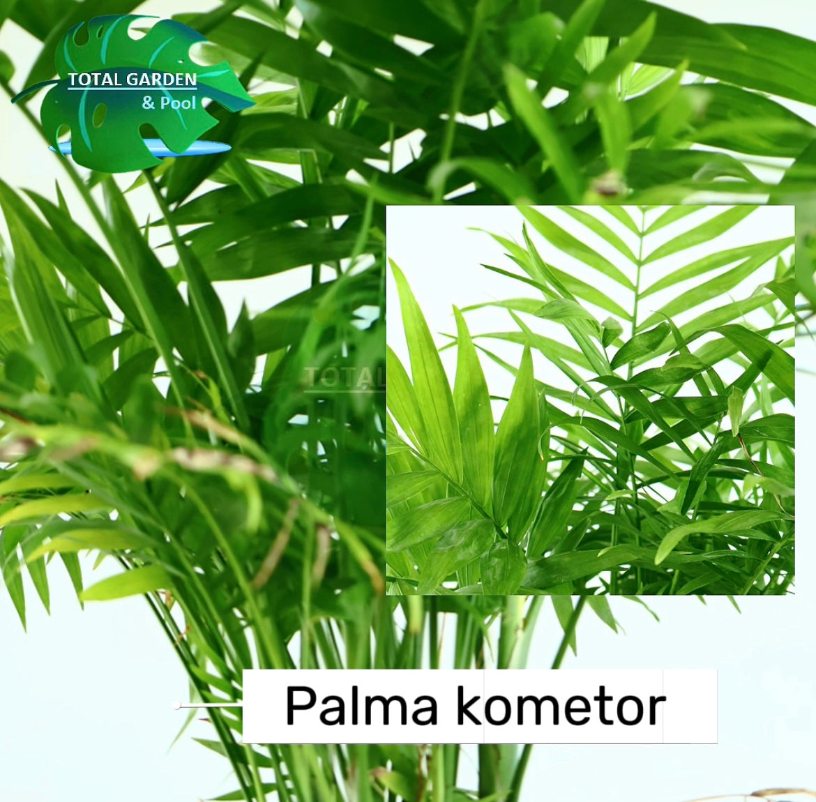 Palma kometor