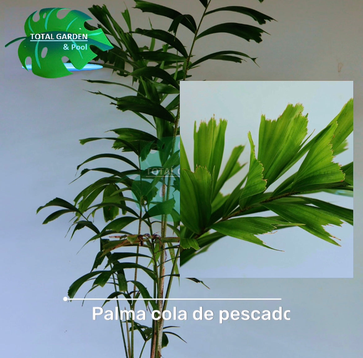 Palma cola de pescado