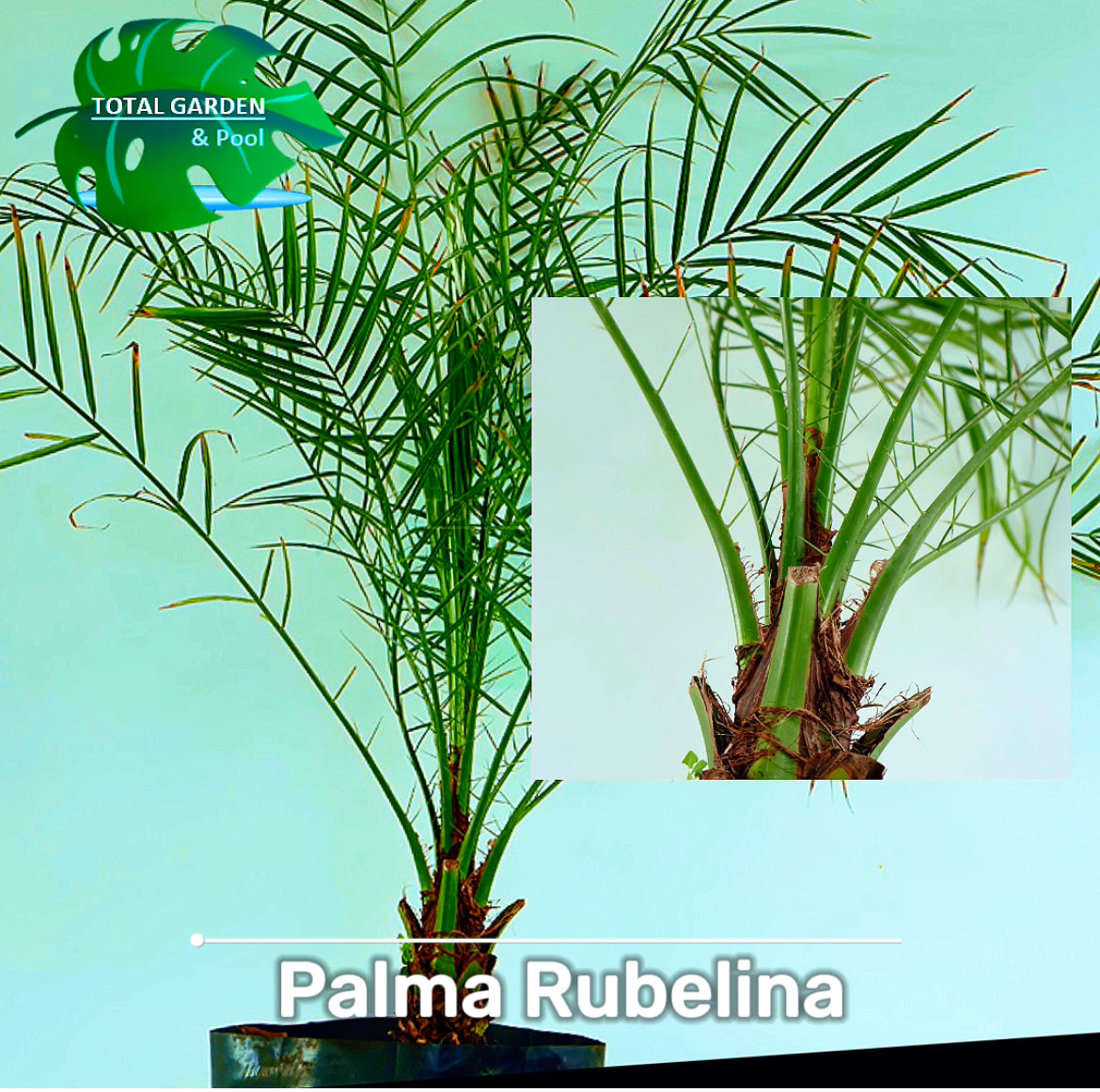 Palma Rubelina