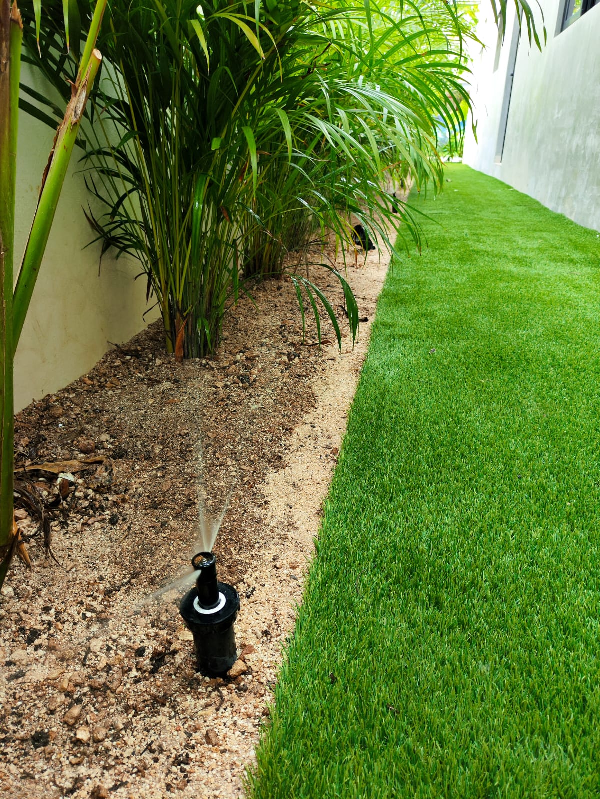 Palma areca