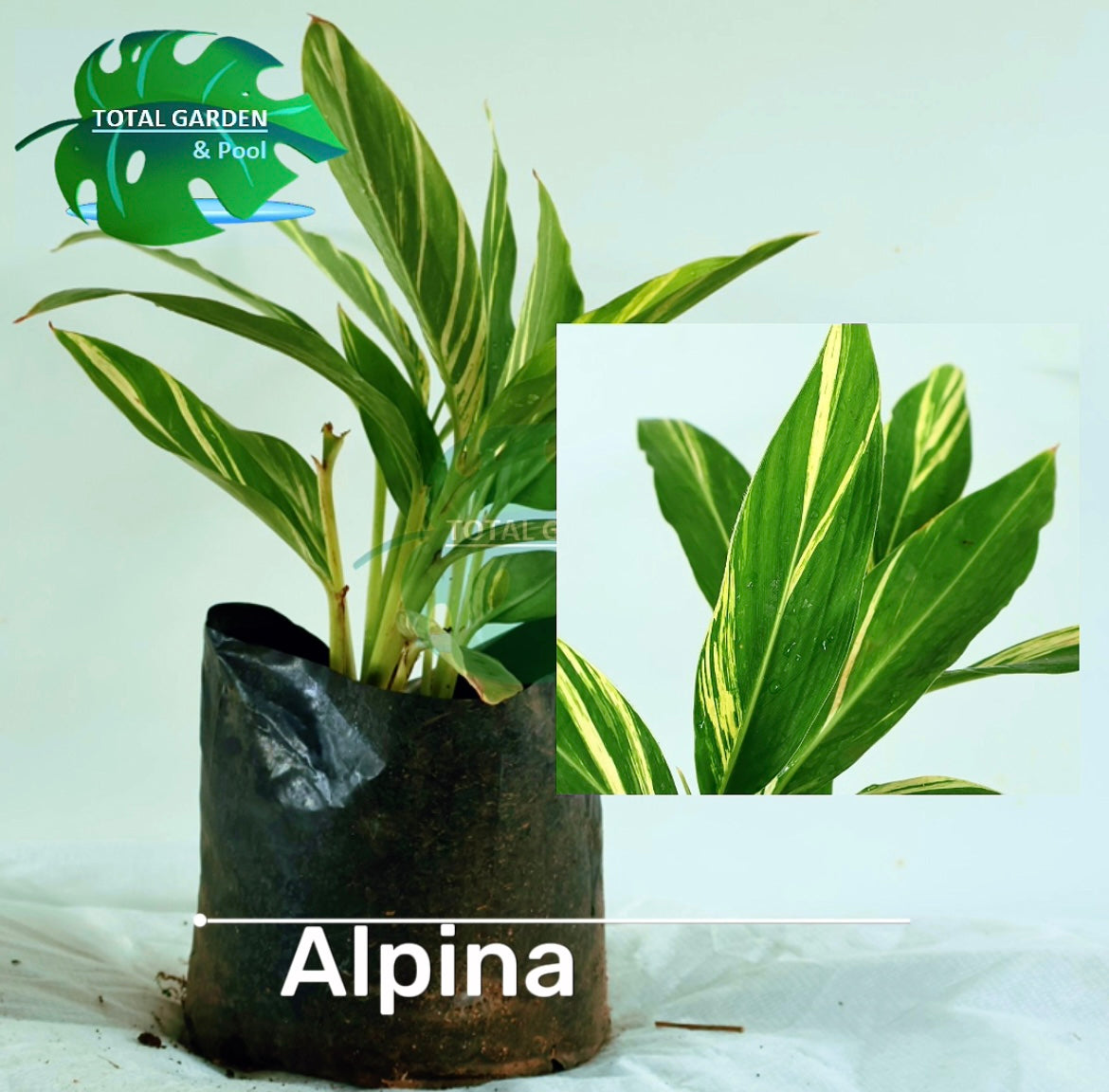 Alpina