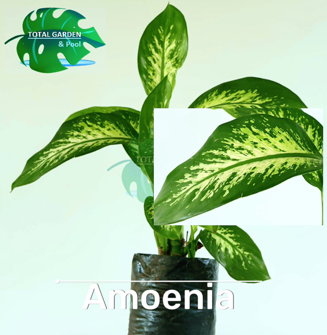 Amoena