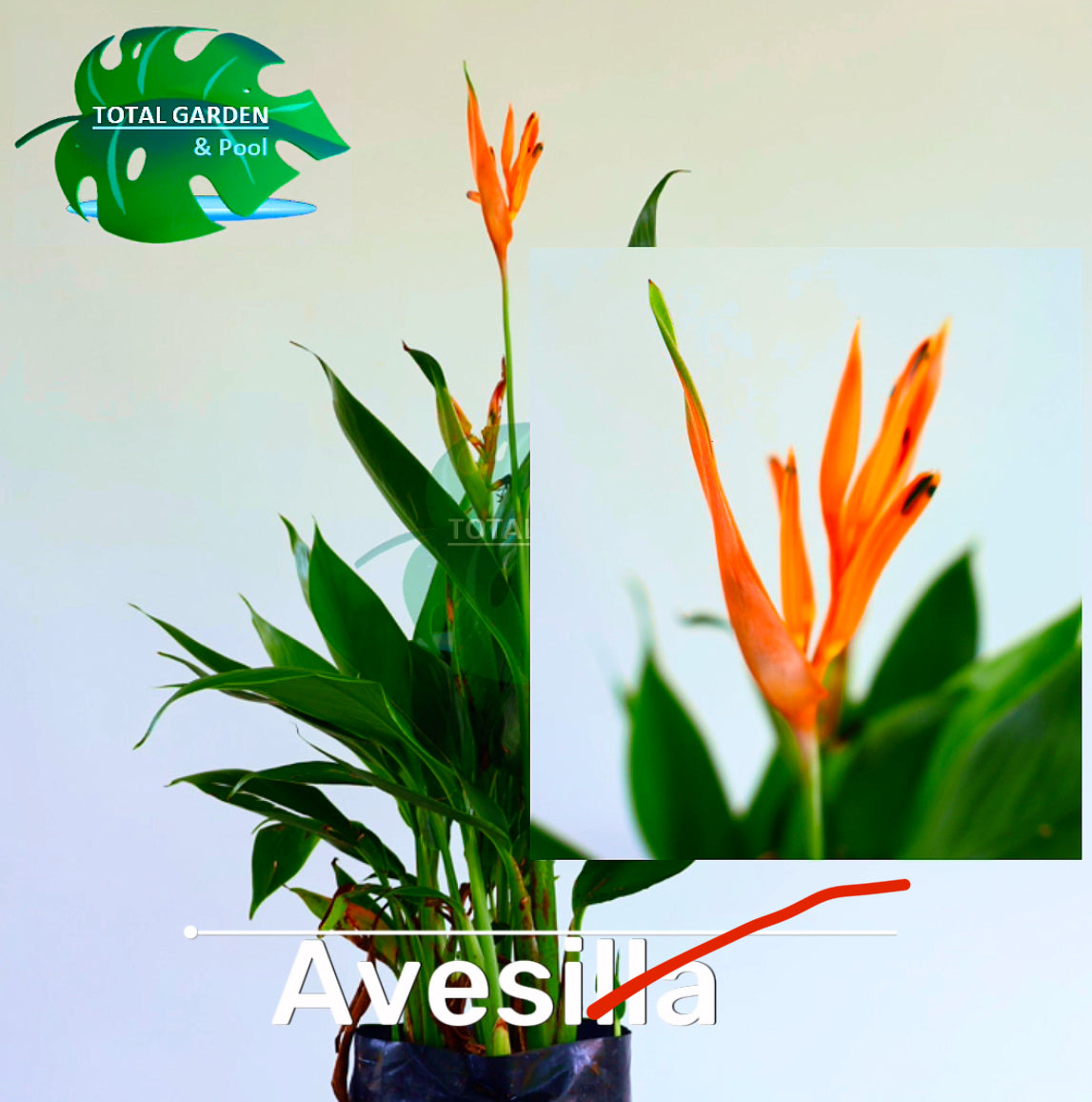 Heliconia enana (Avesilla)