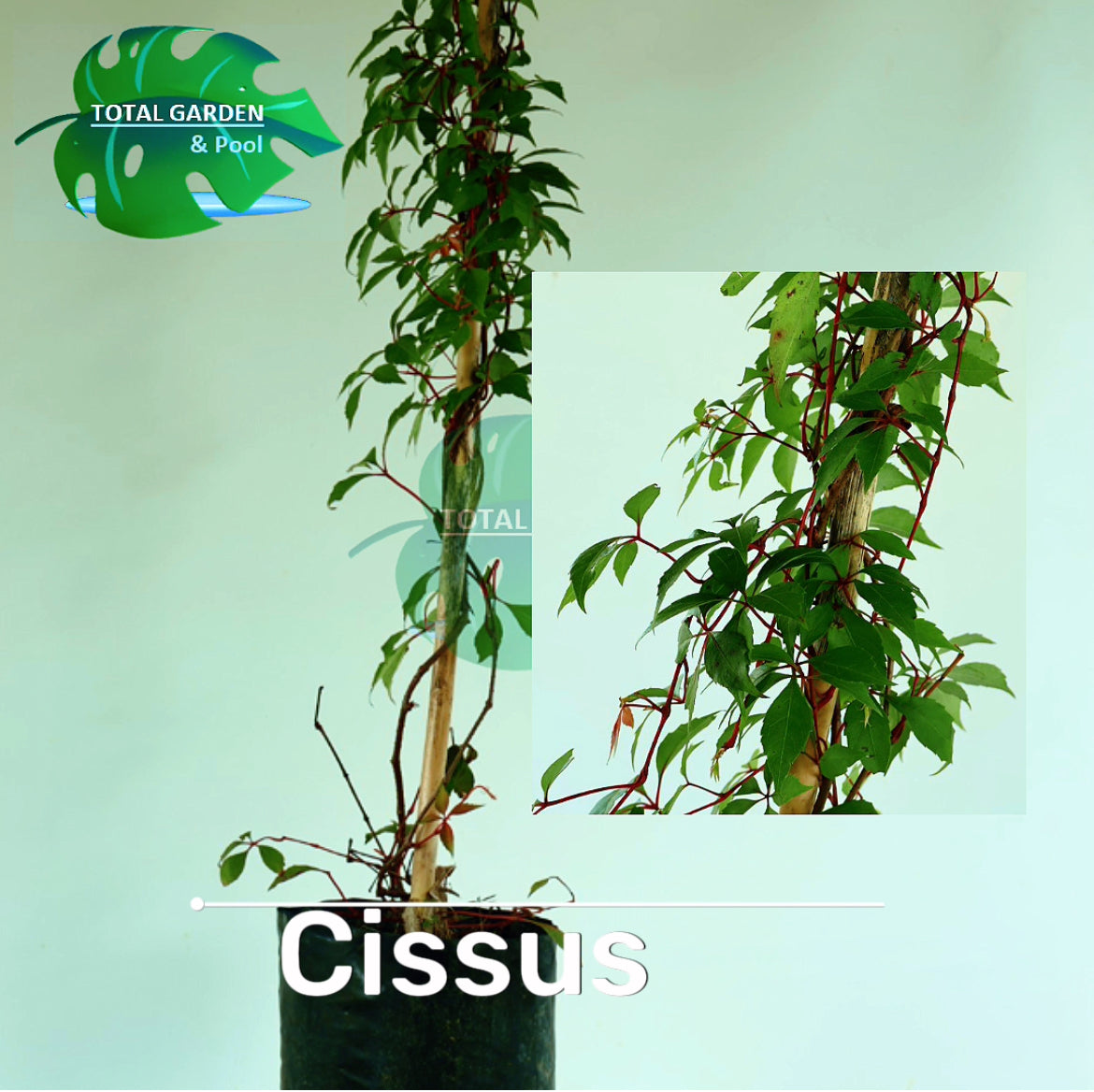 Cissus