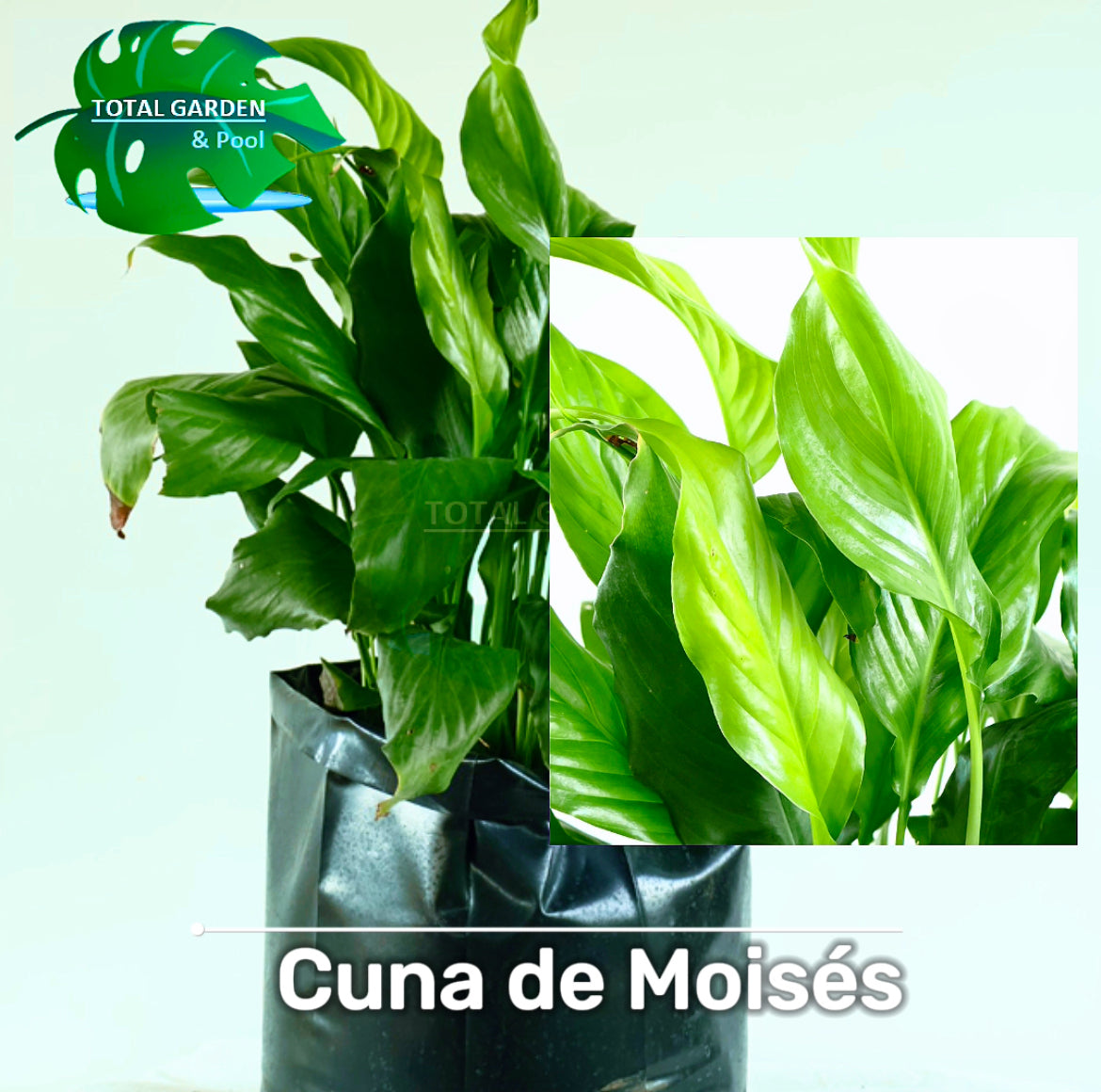 Cuna de Moisés