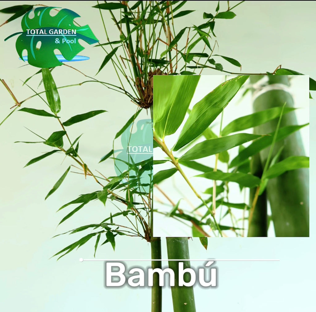 Bambú doble 1.5 mts