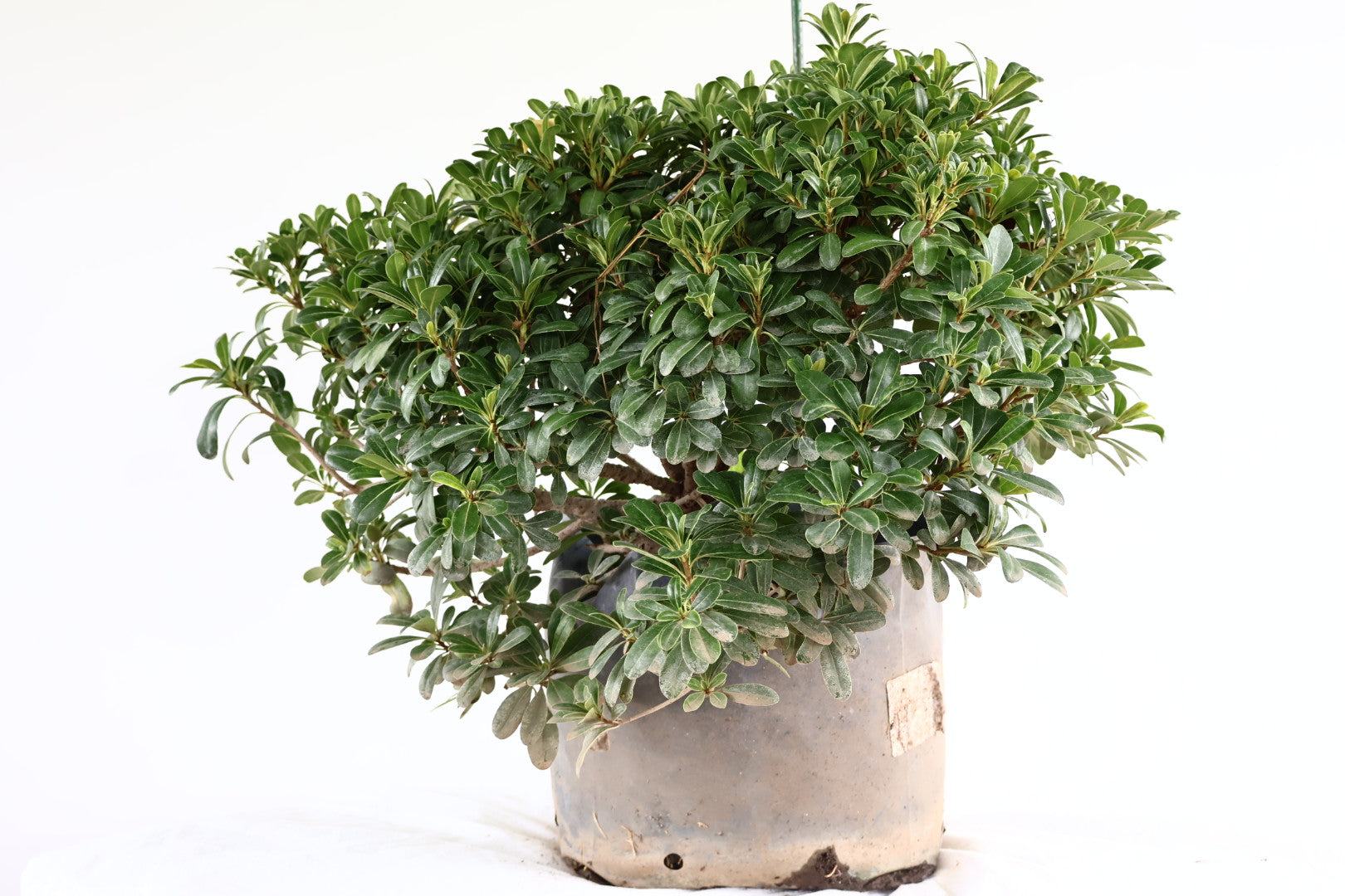 Planta clavo