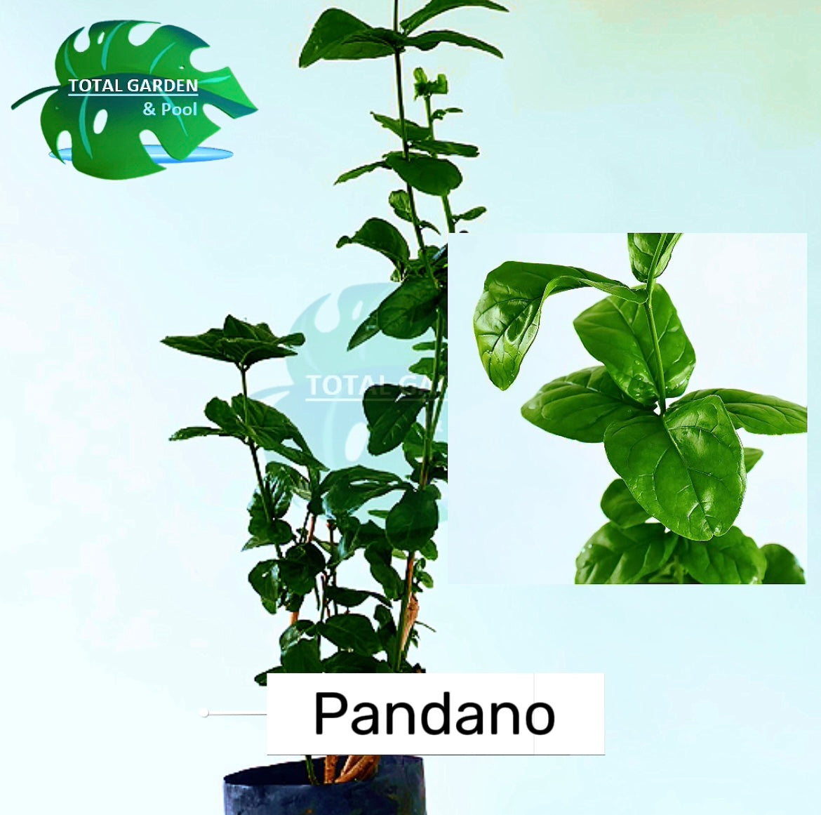 Pandano