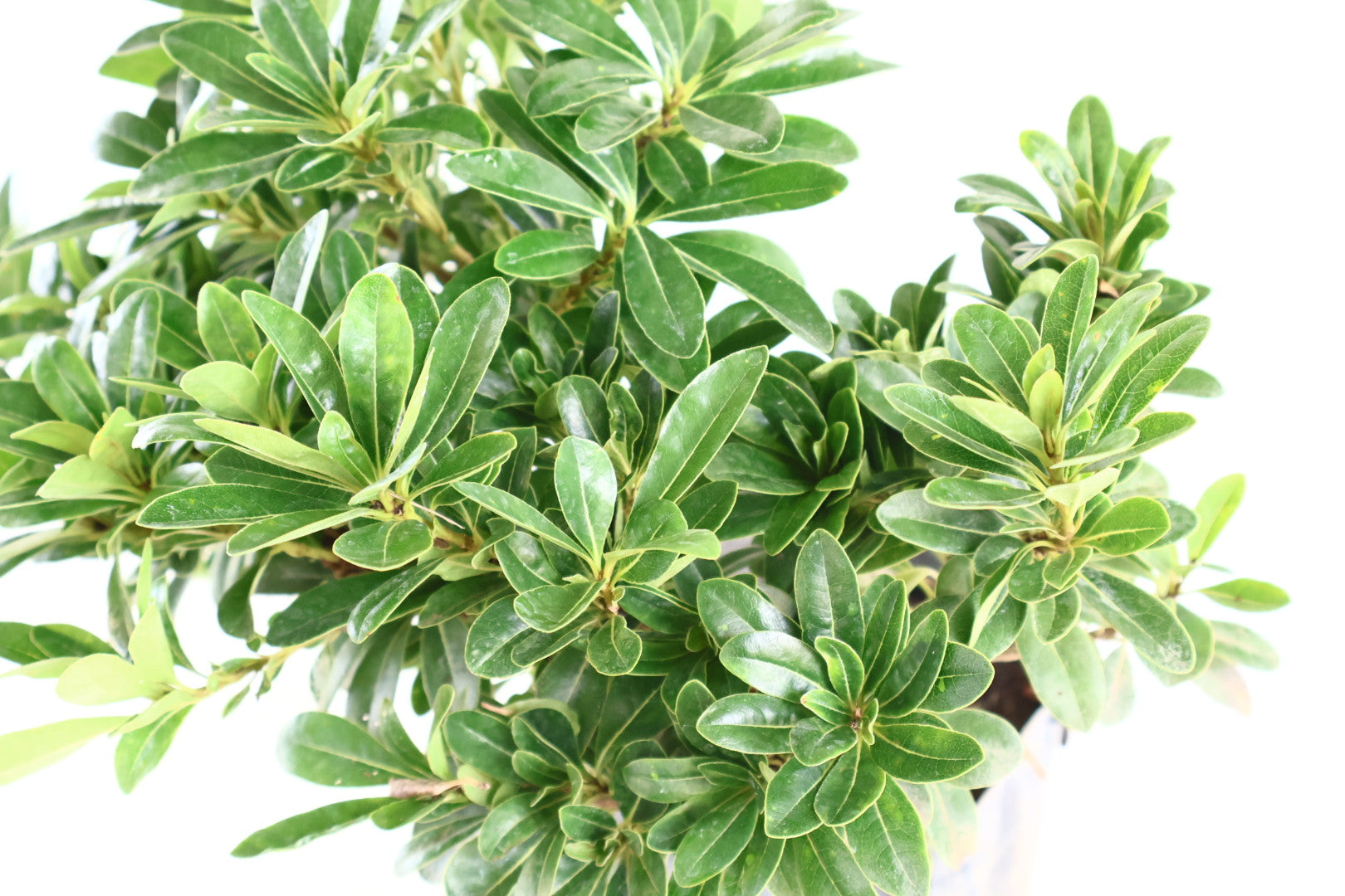 Planta clavo