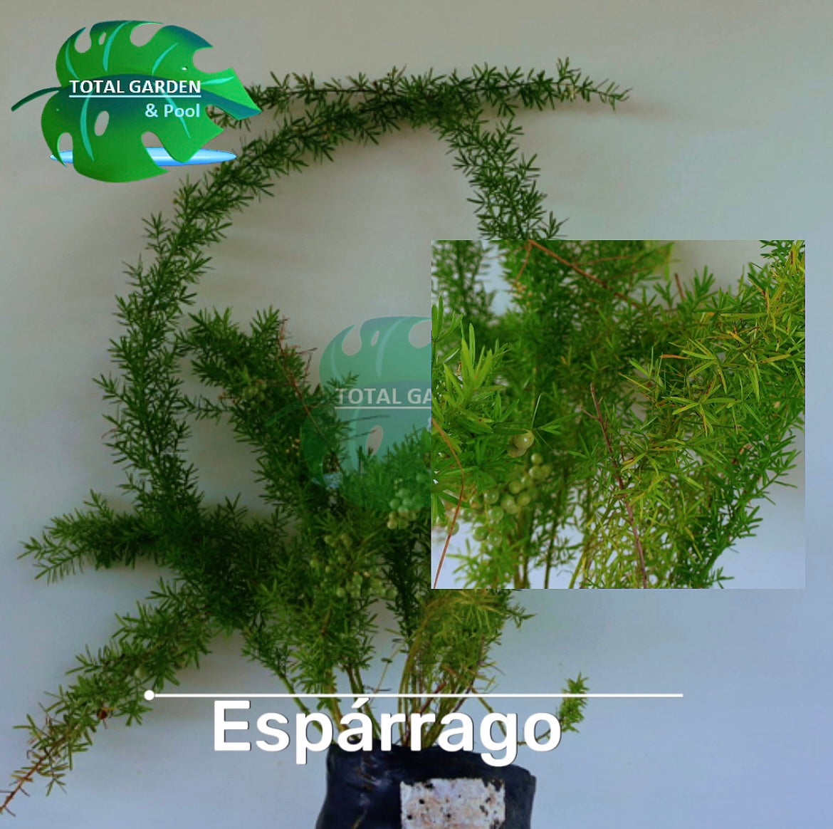 Espárrago pino