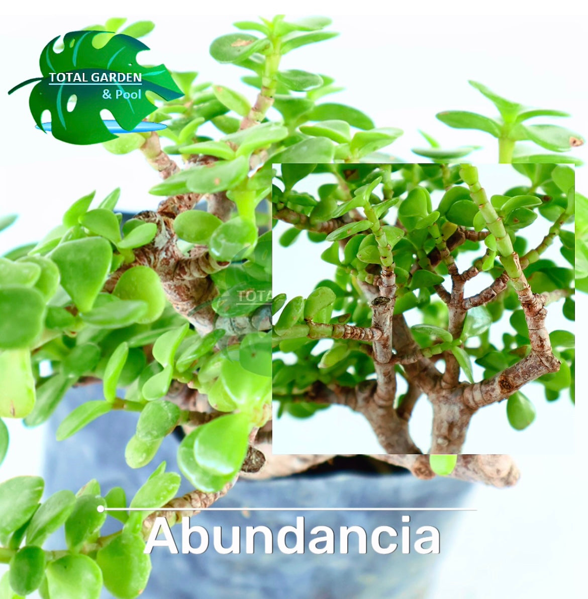 Abundancia