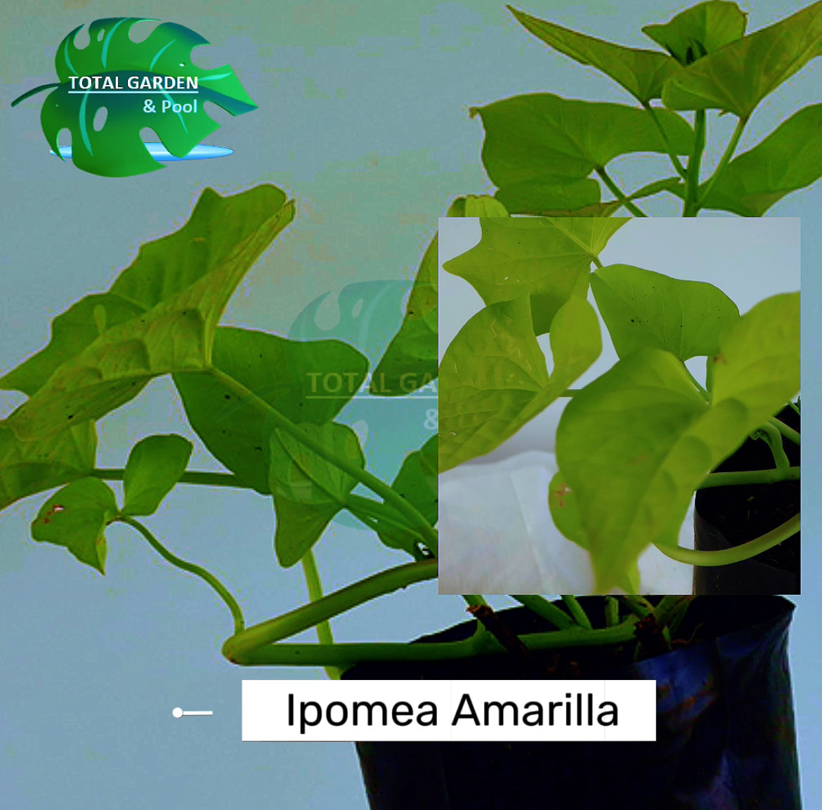 Ipomea