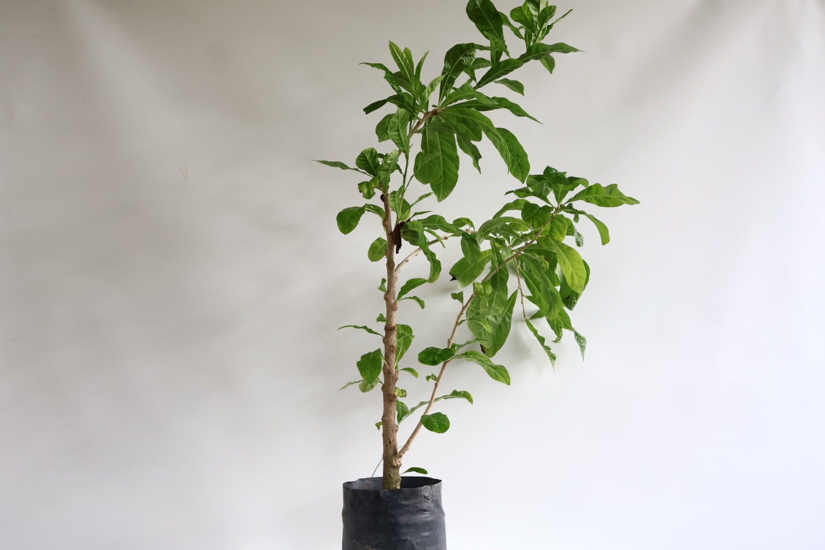 Árbol de guayaba