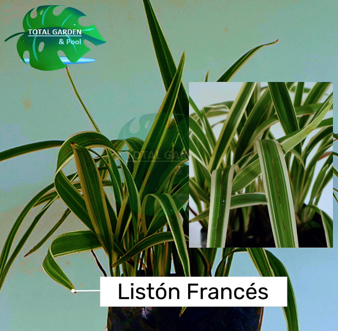 Listón francés