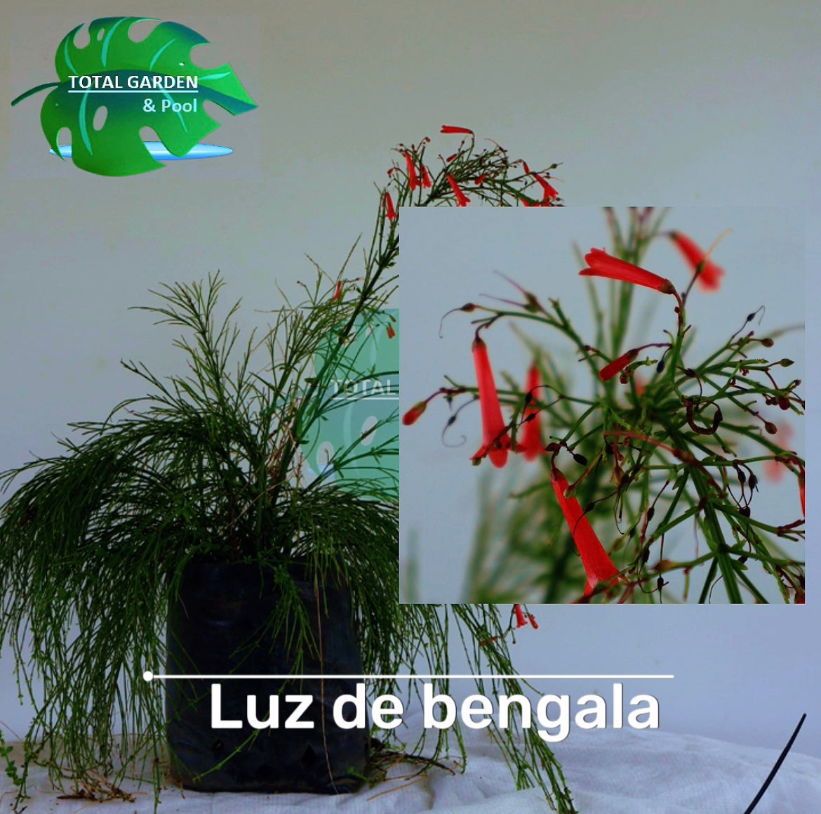 Luz de bengala