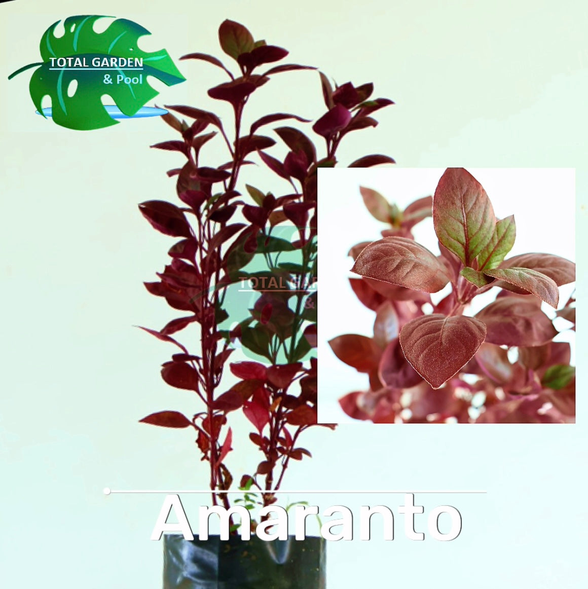 Amaranto
