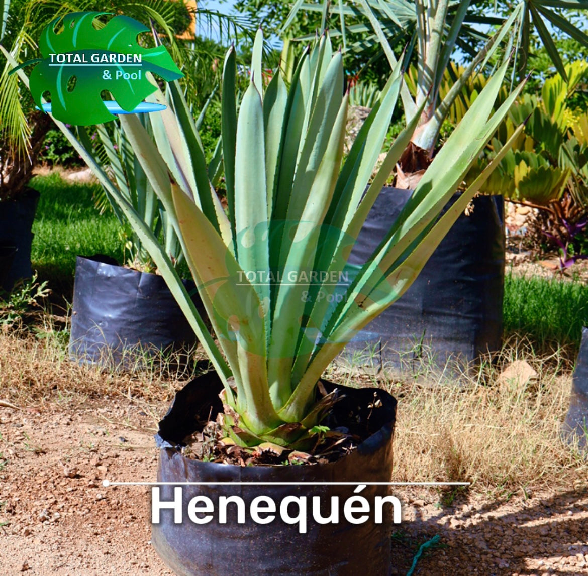 Henequén
