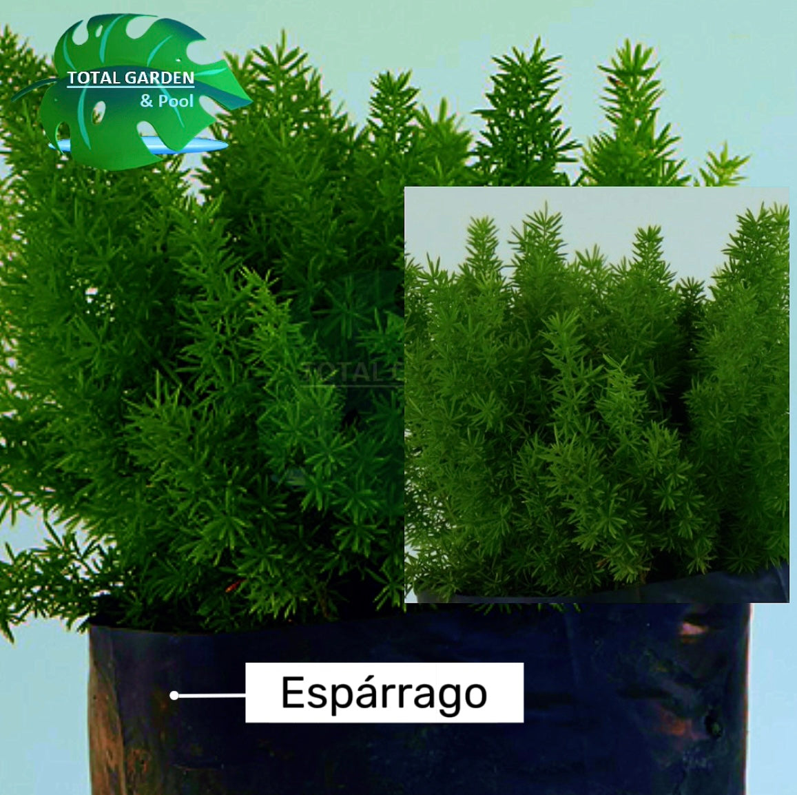 Esparrago