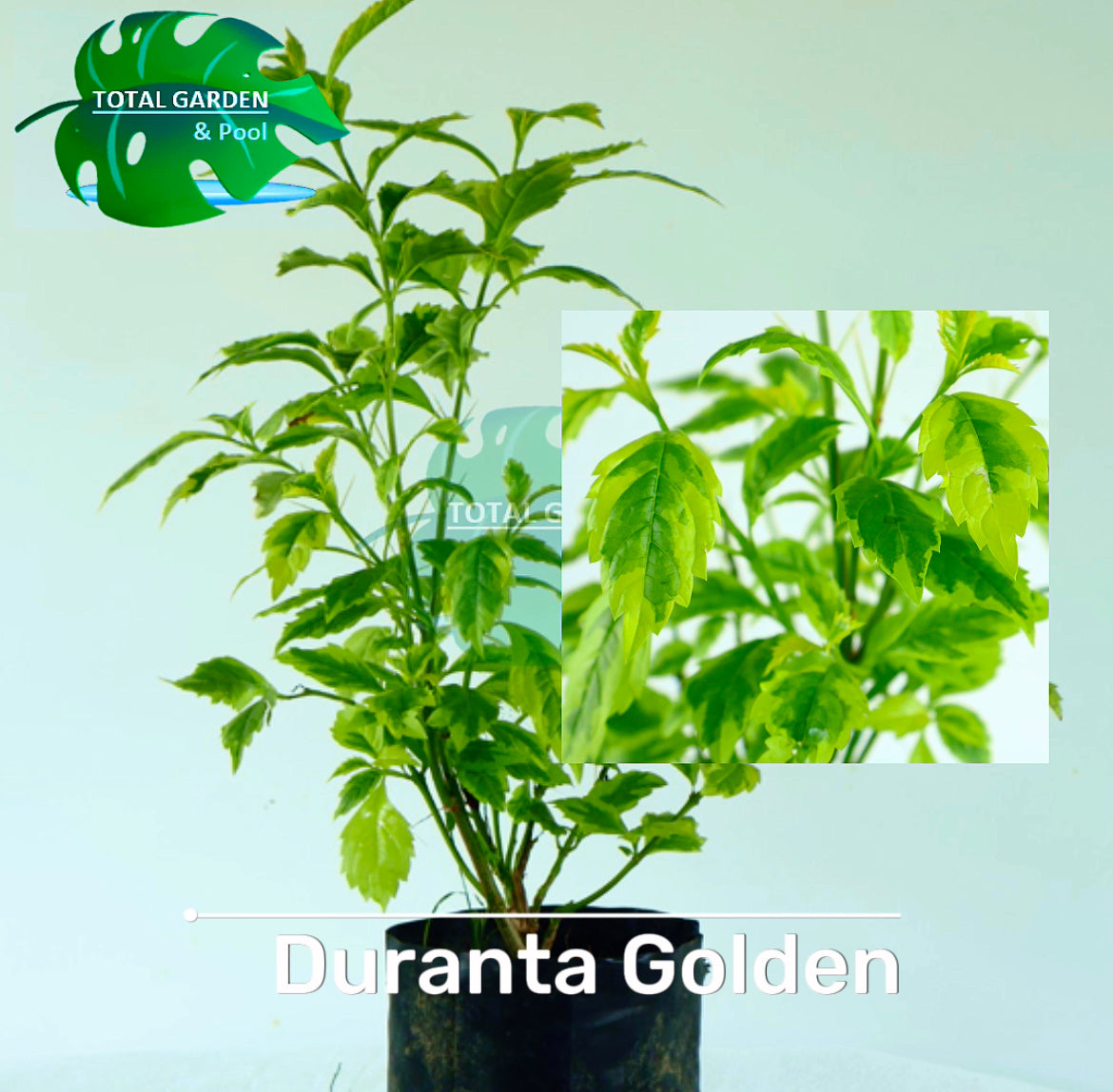 Duranta Golden