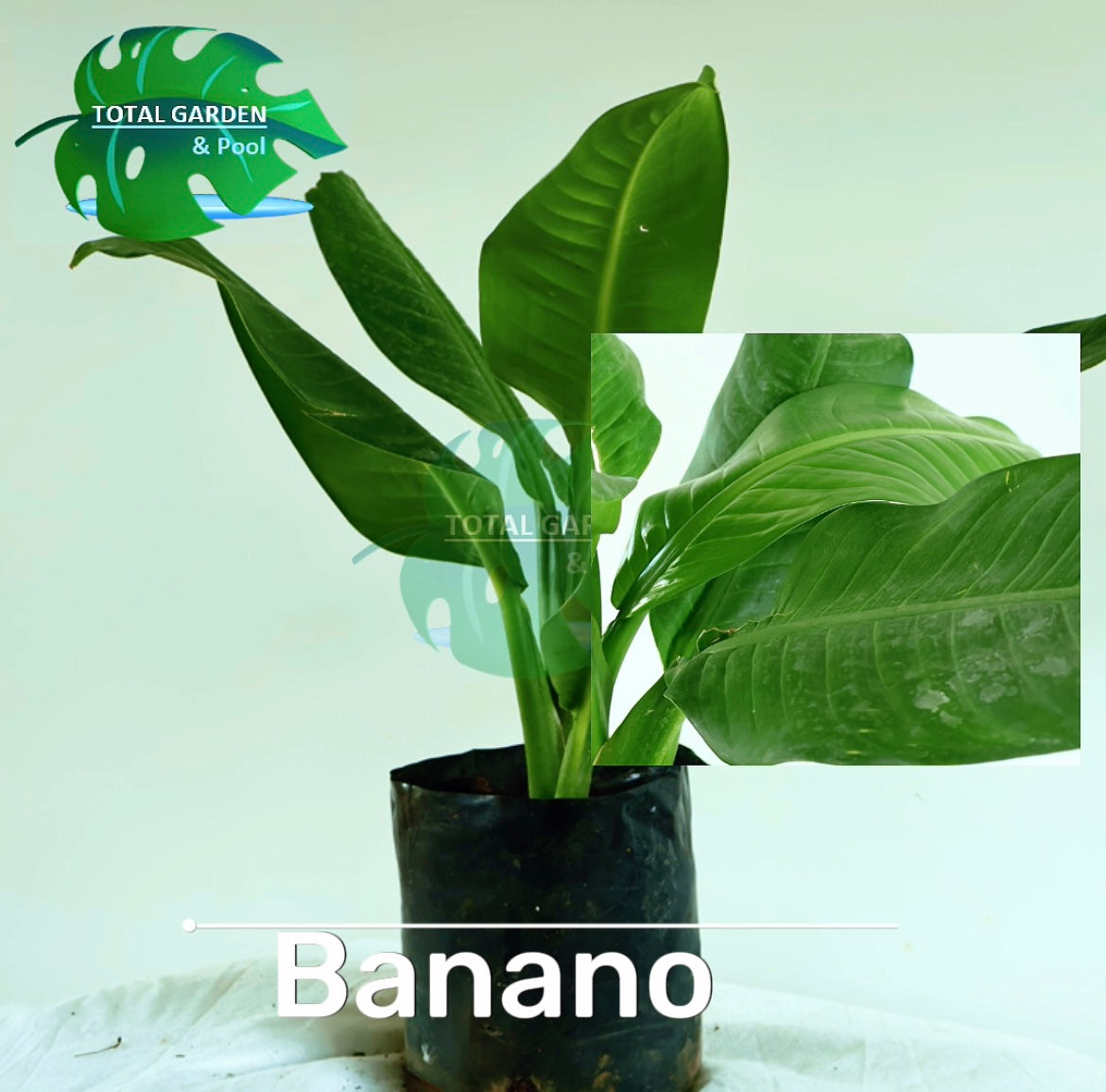 Banano
