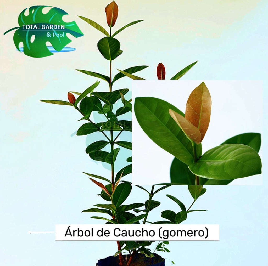 Árbol de caucho chico