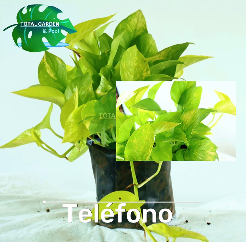 Teléfono