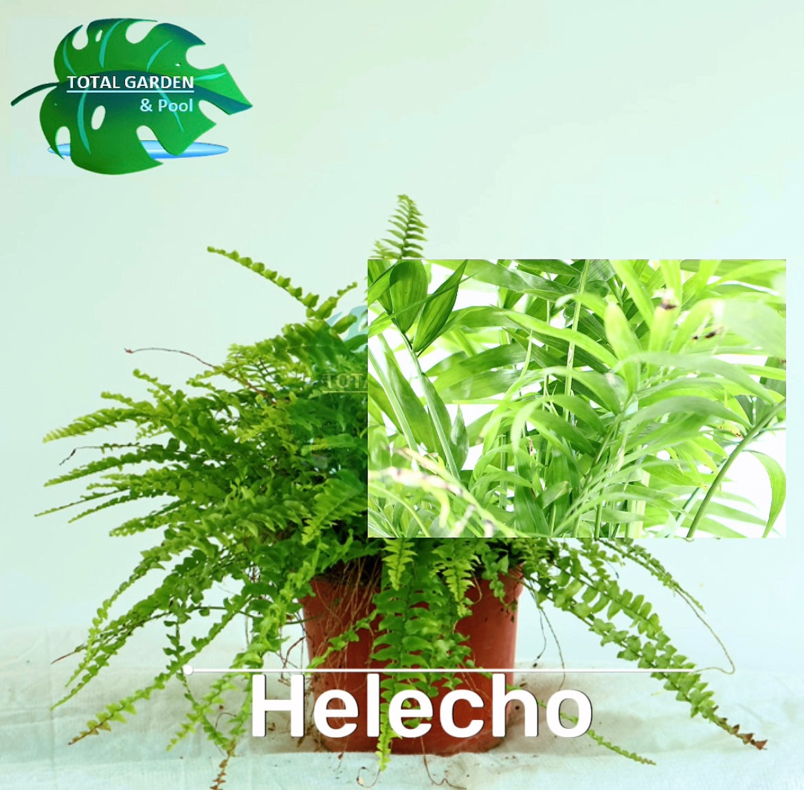 Helecho